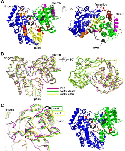 FIG. 6. Structural comparison of the three conformationally different available subtype 2a NS5B molecules