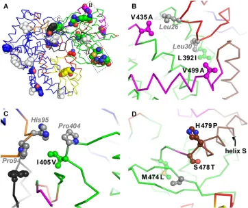 FIG. 7. JFH1 polymorphisms contributing to the stabilization of the closed thumb conformation