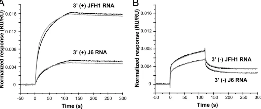 Fig. 1A and poly(U) and poly(C) RNAs (data not shown).