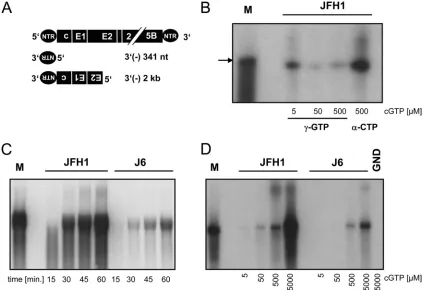 FIG. 5. De novo initiation efﬁciency on template RNAs corresponding to the 3�of the template RNAs used for in vitro RdRp assays