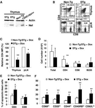 FIG. 2. Early and continuous induction of Nef expression in Tg mice. Pregnant mice (F148571) were fed with DOX (2 mg/ml) in the drinkingwater starting at embryonic day E10 and until weaning