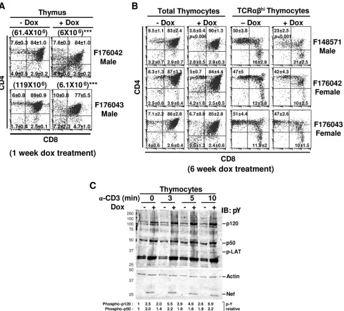 FIG. 4. Flow cytometric analysis and Western blot of phosphoproteins of thymocytes in adult DOX-treated DTg mice