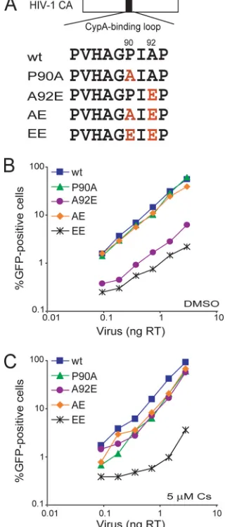FIG. 1. Infectivity of HIV-1 CA mutants in HeLa cells. (A) Theamino acid sequences of the CypA-binding loop of the wild-type and