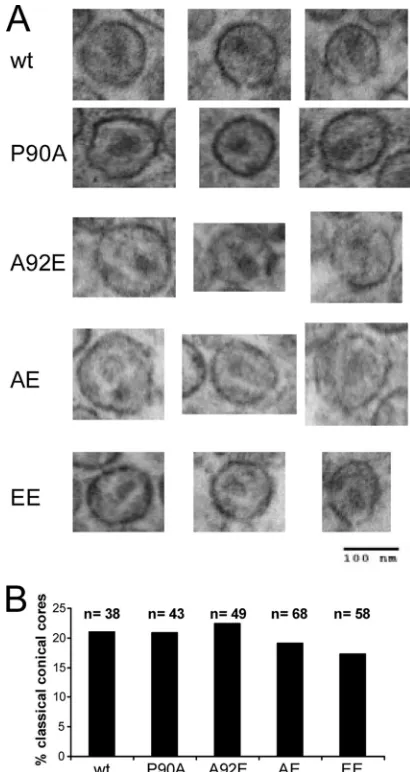 FIG. 2. Effect of HIV-1 CA changes on Gag processing. 293T cellswere transfected with plasmids encoding the wild-type (wt) or mutant