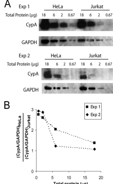 FIG. 9. Effect of Cs titration on HIV-1 infectivity. (A) HeLa cellswere infected with wild-type or A92E HIV-1-GFP in the presence of