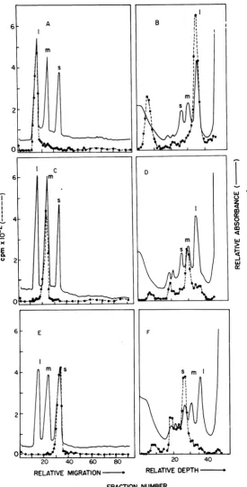 FIG. 5.Methods.segment;unlabeledcolumnswereinto Ability of the isolated 06 32P-dsRNA segments to reanneal with a 10-fold excess of unfractionated, ,6 dsRNA (A, C, E)
