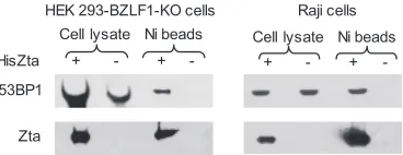 FIG. 1. Cellular proteins that copurify with Zta in vivo. (A) On the left is a schematic showing the current model for the structure of Zta boundto DNA, and on the right it is shown in a linear form depicting the corresponding regions of Zta and the area u