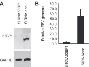 FIG. 6. C-terminal region of Zta is defective for EBV replication.(A) A schematic diagram represents the latent EBV genome as a