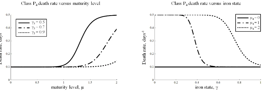 Figure 6:Death rate in class P4 is a function of both maturity level, µ4, and cellular ironstate, γ