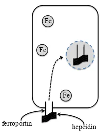 Figure 10: Iron regulation at a cellular level.