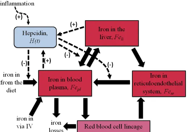 Figure 11: Iron Model. Note that the states variables are H, Feli, Fepl and Fere.
