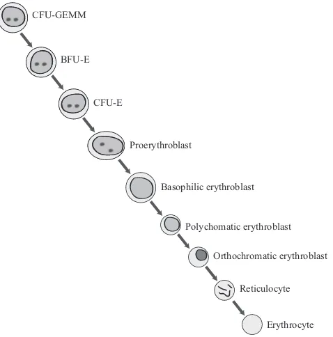 Figure 1: Erythropoiesis cell lineage.