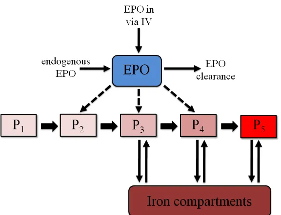 Figure 2:Stages of red blood cell production. We use the following short-hand notations:BFU-E = burst-forming unit–erythroid, CFU-E = colony-forming unit–erythroid, ProEB =proerythroblast, BasoEB = basophilic erythroblast, PolyEB = polychromatic erythroblast,OrthoEB = orthochromatic erythroblast, Retic = reticulocyte, RBC = red blood cell.