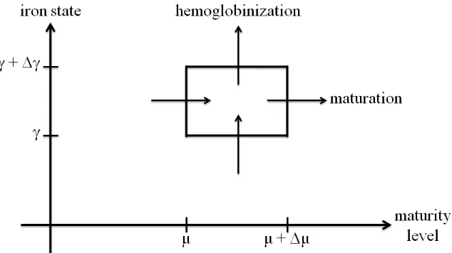 Figure 4: Maturation and hemoglobinization processes.