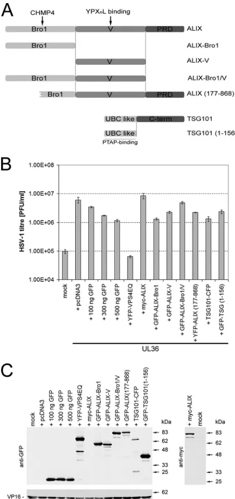 FIG. 1. Production of infectious HSV-1 is not inhibited by dominant-negative ALIX or TSG101 fragments