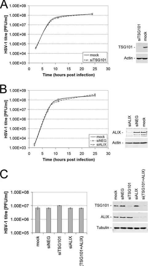 FIG. 2. ALIX and TSG101 depletion does not affect growth ofHSV-1. HaCaT (A and B) or HeLa (C) cells were transfected with