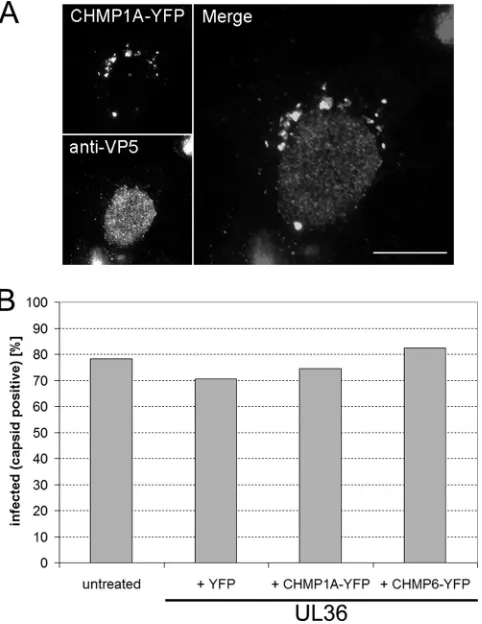 FIG. 4. Overexpression of dominant-negative ESCRT-III proteinsdoes not affect entry of HSV-1