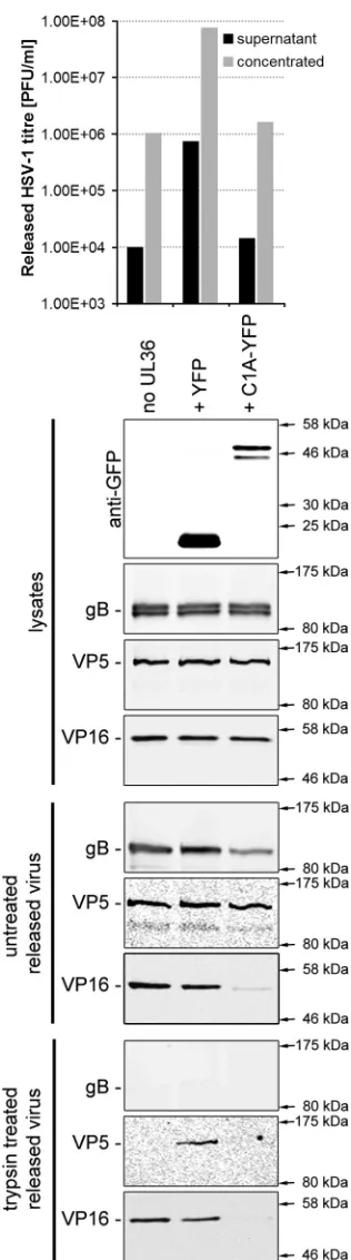 FIG. 5. Dominant negative CHMP1A blocks the release of HSV-1particles from infected cells