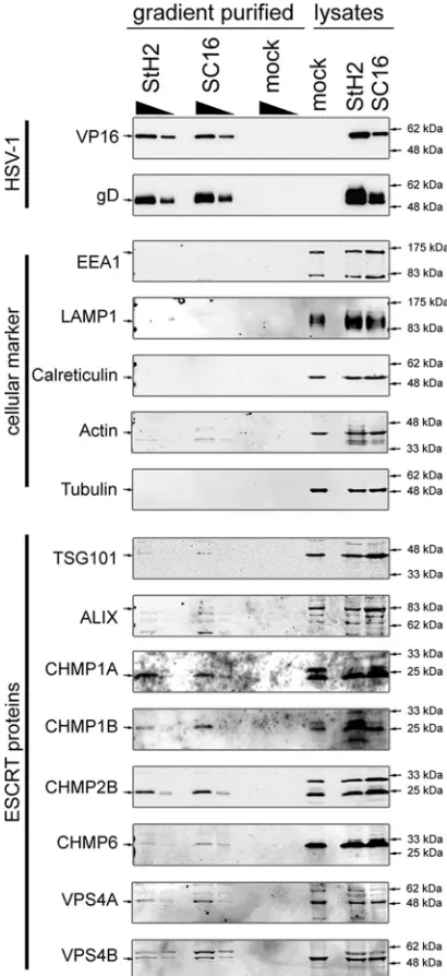 FIG. 6. ESCRT proteins are associated with puriﬁed HSV-1 viri-ons. HaCaT cells were grown in roller bottles until conﬂuent and