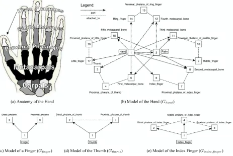 Figure 4.2: Anatomy of a hand as anexample for a conceptual model thatrequires graph relationships(from Motik et al., 2009b)