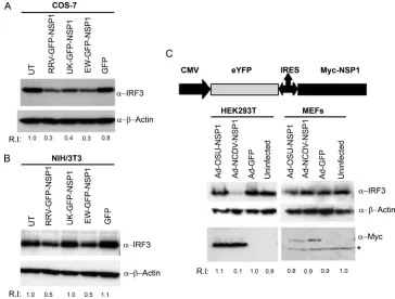 FIG. 2. NSP1 expression results in degradation of endogenous IRF3 in a host cell-dependent manner