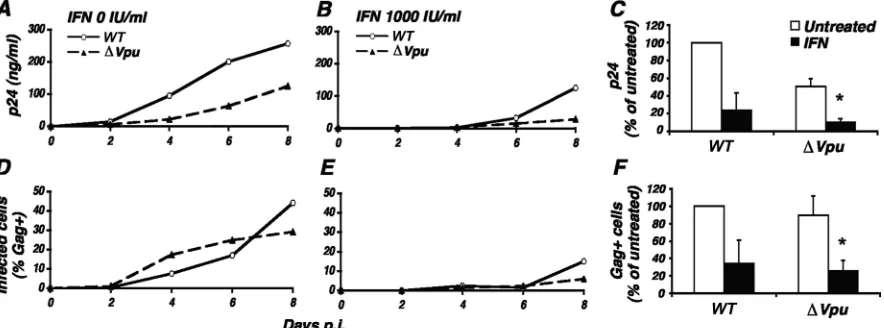 FIG. 3. Inhibition of a Vpu-defective HIV strain by IFN-�to cultures infected by WT virus