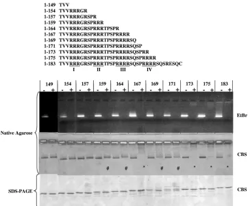 FIG. 1. Effects of micrococcal nuclease treatment on HBV nucleocapsids with serially truncated C termini of core proteins