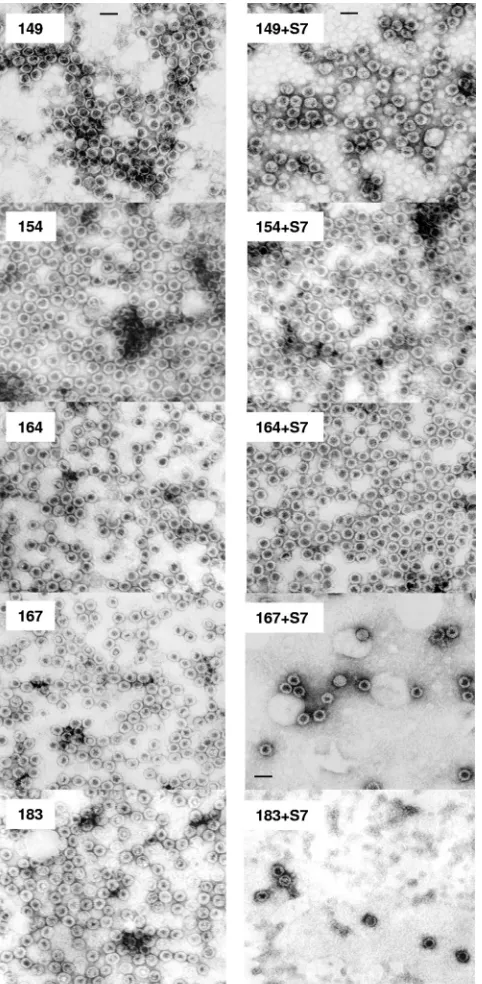 FIG. 2. EMs of HBV capsids with or without micrococcal nuclease(S7) treatment. Sample 183 is the WT HBV capsids with full-length