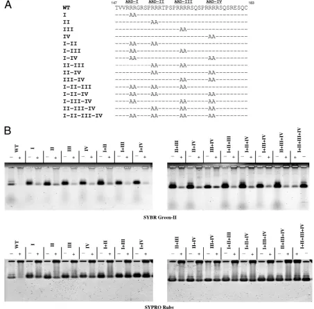 FIG. 6. Capsid stability was analyzed by micrococcal nuclease digestion of WT HBV capsids and 15 different mutant capsids containing variousarginine-to-alanine (R-to-A) mutations at ARD of HBc (A)