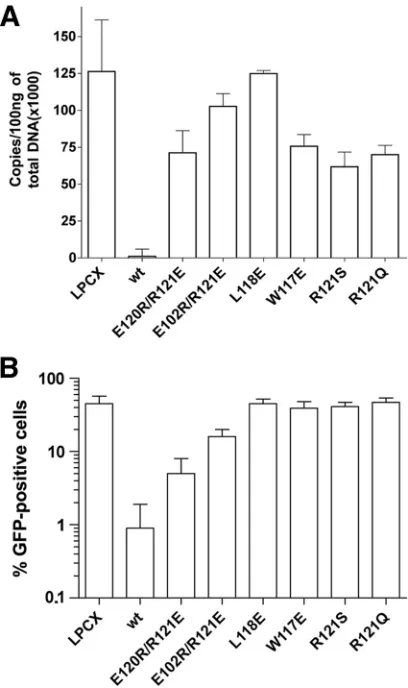 FIG. 5. Blockade of HIV-1 reverse transcription by the TRIM5�B-box 2 mutants. Cf2Th cells expressing the indicated wild-type andrh