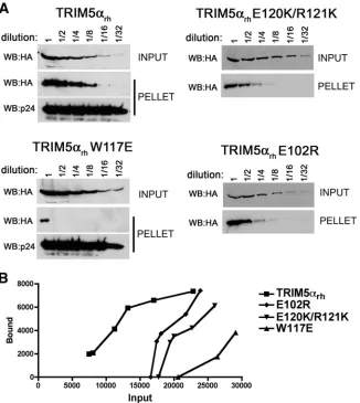 FIG. 6. Binding of TRIM5 B-box 2 mutants to assembled HIV-1 capsids. (A) 293T cells were transfected with plasmids expressing thethe cleared lysates were made by mixing with cleared lysates from untransfected 293T cells