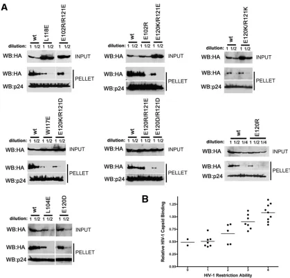 FIG. 7. Binding of additional TRIM5 rs, is 0.8421, with a 95% conﬁdence interval of 0.779 to 0.905 (two-sided P value of��rh mutants to assembled HIV-1 capsid complexes