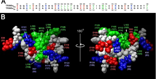 FIG. 2. B-box 2 domains of human and rhesus monkey TRIM5. (A) The human and rhesus monkey TRIM5 B-box 2 domain sequences arealigned and numbered