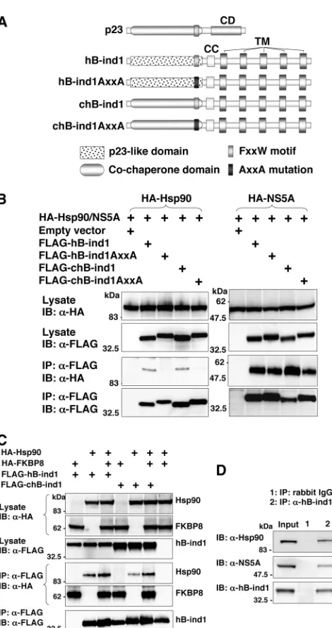 FIG. 2. Construction and characterization of hB-ind1 mutants.(A) Structures of p23, hB-ind1, and the three hB-ind1 mutants
