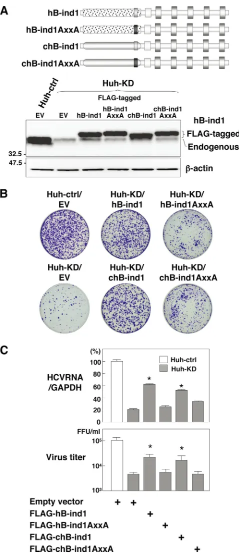 FIG. 3. Effects of the cochaperone activity of hB-ind1 on the prop-agation of HCV. (A) Huh-KD cells were transfected with either an