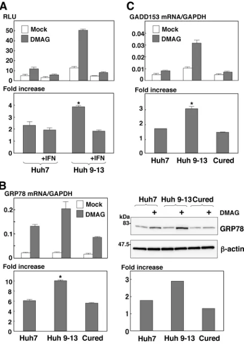FIG. 6. Effect of Hsp90 inhibitor on the induction of the UPR inHCV replicon cells. (A) Huh7 and Huh9-13 replicon cells were trans-