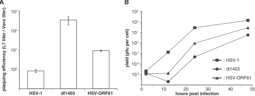 FIG. 2. Growth analysis of HSV expressing VZV ORF61p. (A) Vero or L7 cells were infected with serial dilutions of wild-type HSV-1, dlor HSV-ORF61