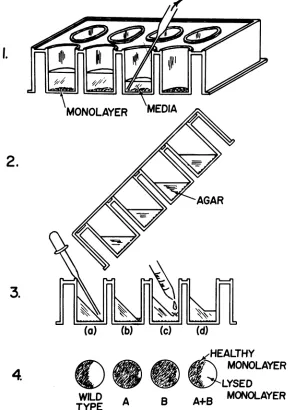 FIG. 1.addedexposurecontainingMOIbe(stepwildthanillustrated. tested Confluent monolayers are prepared and the media are removed (step 1)