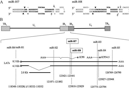 TABLE 3. HSV-1 miRNA expression proﬁle in human TG latentlyinfected with HSV-1