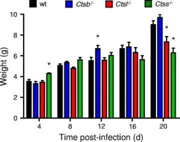 FIG. 4. Weights of mice following peroral inoculation with T3SA�Student’sthe day of harvest, as indicated