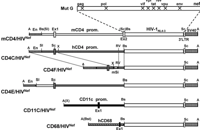 FIG. 1. Structure of the transgenes. The mCD4/HIVNef(structed as described in Materials and Methods