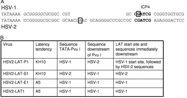 FIG. 7. Sequences and phenotypes. (A) Comparison of HSV-1 and HSV-2 sequences between LAT TATAs and PvuI recognition sites.Chimeric viruses HSV2-LAT-P1 and HSV2-LAT-E1 contain HSV-1 sequences in this region, while HSV2-LAT-S1 contains HSV-2 sequences in