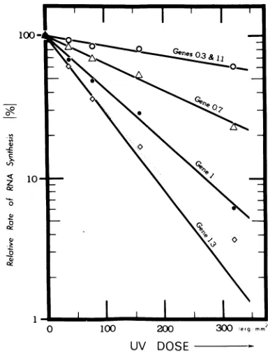 Fig. 2 would have to be the same, and the curveswould all have the exponential slope found forgene 1.3, if only full-length transcripts could be