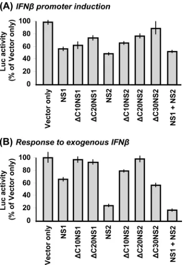 FIG. 12. Coprecipitation of NS1 and NS2. (A) A549 cells wereinfected with wild-type RSV, and cell lysates made at 18 h p.i
