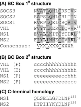 FIG. 13. Sequence features of NS1 and NS2. (A) The BC Boxhomology domain, modeled after that reported by Elliot et al