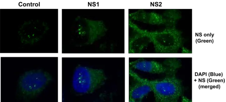 FIG. 1. Cytoplasmic location of recombinantly expressed NS proteins. A549 cells were transiently transfected with pCAGGS-FLAG-NS1 and-NS2 plasmids or with the vector alone (control) as indicated at the top