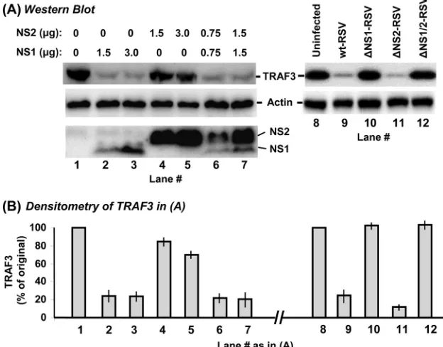 FIG. 2. Reduction of TRAF3 levels by NS1. A549 cells in 10-cm2antibodies described in Materials and Methods