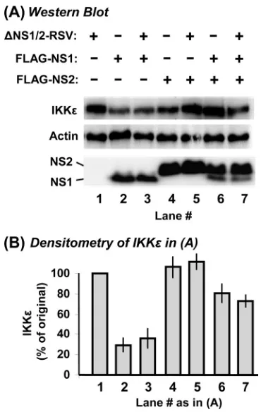 FIG. 4. Reduction of IKKεthe myc-IKK levels by NS1. Experiments were performed essentially as described in the legend to Fig