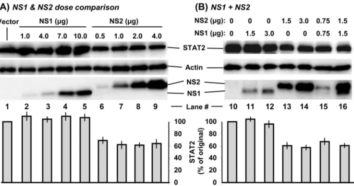 FIG. 6. Reduction of endogenous STAT2 levels by recombinant NS2. A549 cells in 10-cm2of pCAGGS-FLAG-NS plasmids