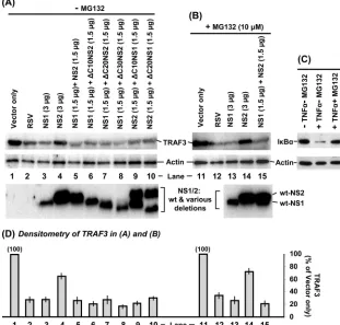 FIG. 8. Lack of a role for the C terminus of NS in TRAF3 reduction. (A, B) A549 cells in 10-cm2FLAG-TRAF3 plasmid